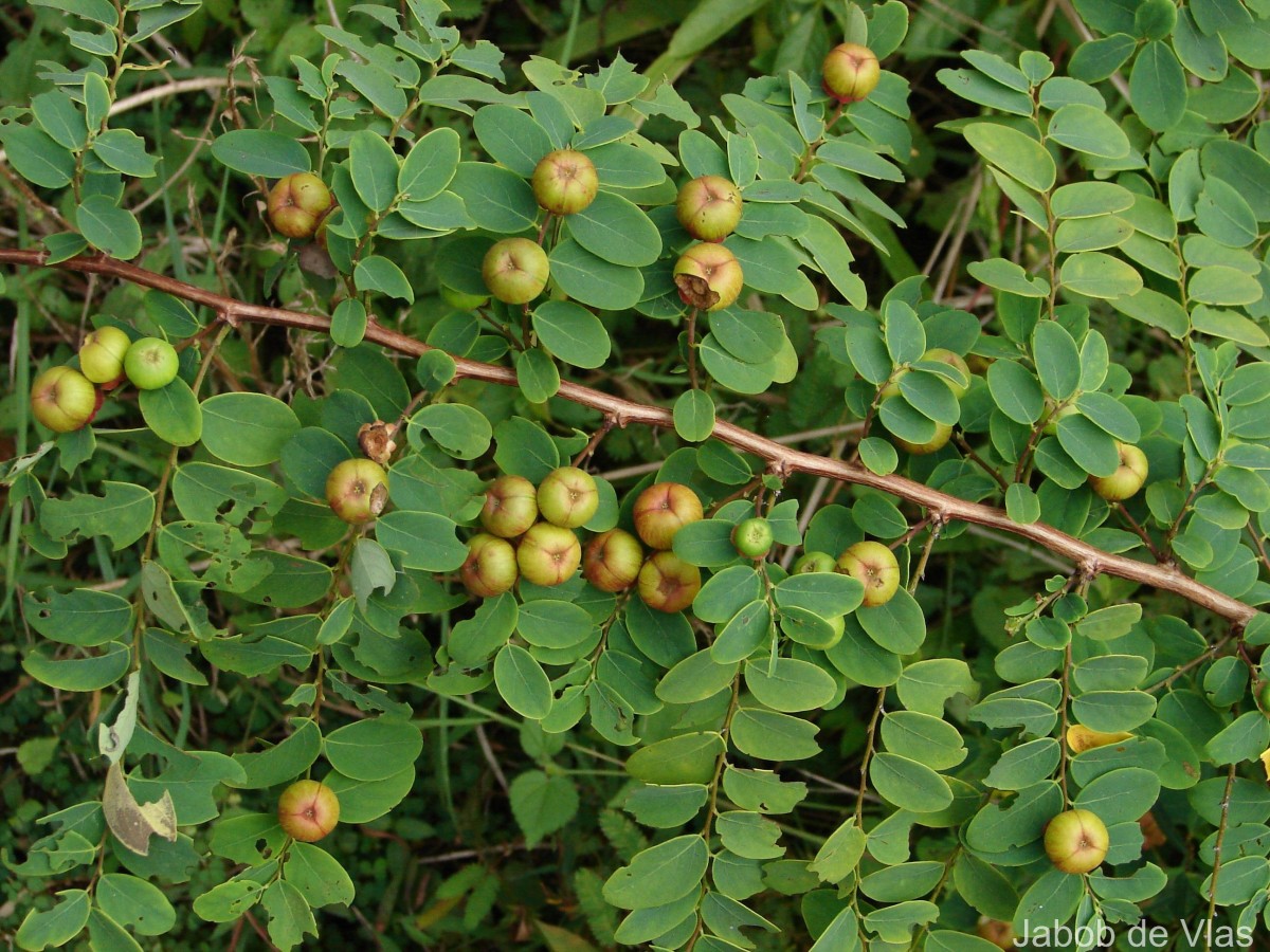 Phyllanthus retusus Dennst.